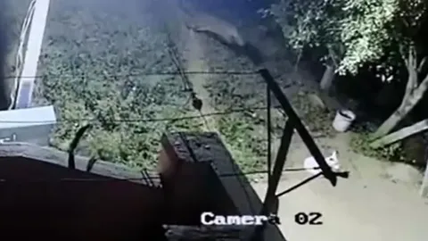 CLIP: Nửa đêm lẻn vào sân 'tập kích' bất ngờ chó nhà, báo hoa mai nhận ngay cái kết 'muối mặt'