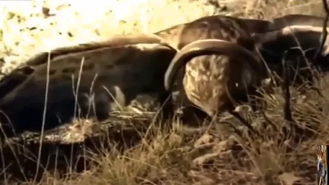 CLIP: "Sát thủ bầu trời" tung đòn quyết định, rắn độc gục ngã trong tích tắc