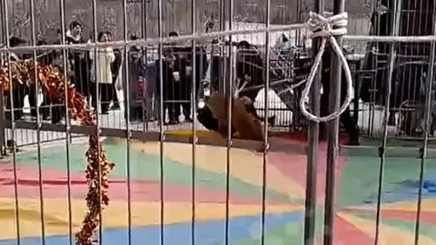 CLIP: Sư tử tấn công nhân viên trong buổi biểu diễn xiếc, khán giả hoảng loạn la hét