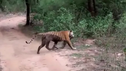 CLIP: Hổ cái tung đòn chớp nhoáng, hạ gục báo đốm ngay trước mặt du khách