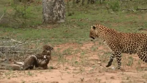 CLIP: Đại bàng xấu số, bị rắn cực độc và báo đốm tấn công liên hoàn