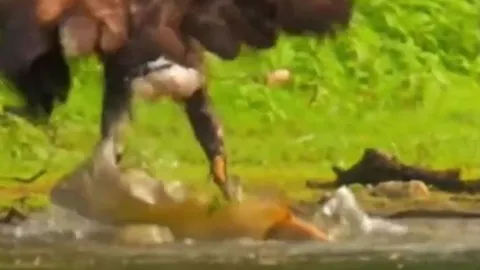 CLIP: Đại bàng phi thân xuống nước, vất vả tóm cá 'khủng' lôi lên bờ