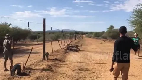 CLIP: Khoảnh khắc mẹ con báo săn truy sát, hạ gục linh dương trước mặt du khách