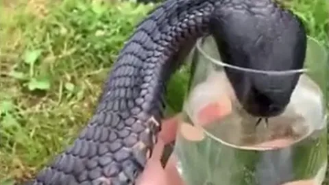 CLIP: Sốc với cảnh tượng người đàn ông cầm cốc cho rắn hổ mang chúa uống nước 