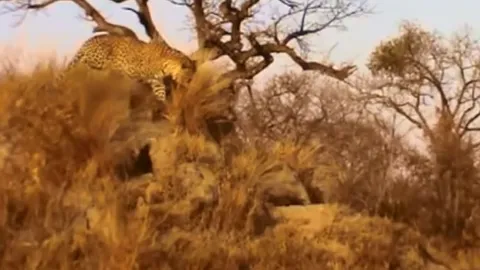 CLIP: Báo hoa mai dùng 'ẩn thân chi thuật' hạ sát lợn bướu trong nháy mắt