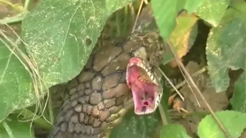 CLIP: Rắn hổ mang chúa hạ gục trăn chỉ với một cú cắn chí mạng