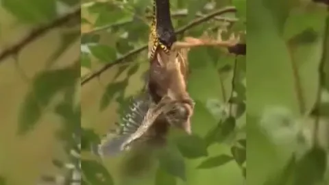 CLIP: Chim mẹ liều mình ra đòn chí mạng, cứu con non thoát khỏi miệng rắn độc