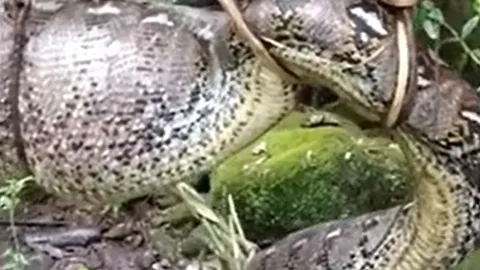 CLIP: Nuốt trộm gia súc, trăn khổng lồ dài hơn 7 mét bị dân làng tóm gọn