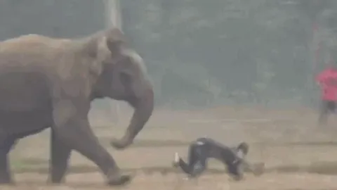 CLIP: Liều lĩnh chụp ảnh 'tự sướng' với voi rừng, người đàn ông suýt mất mạng