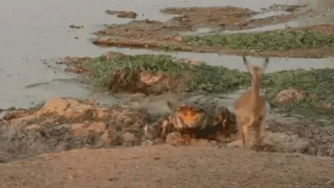 CLIP: Phản xạ thần tốc, linh dương Impala thoát cú đớp tử thần của cá sấu sông Nile 