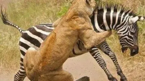 CLIP: Lạc vào lãnh địa của sư tử, ngựa vằn con phải trả giá bằng cả tính mạng