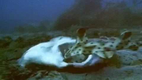 CLIP: "Sát thủ đáy cát" tung đòn chớp nhoáng hạ gục con mồi