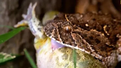 CLIP: Cóc xấu số trở thành bữa trưa của "cỗ quan tài sống" châu Phi