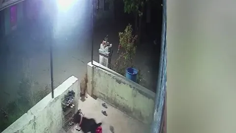 CLIP: Hơn 12 giờ đêm, báo hoa mai lẻn và nhà dân săn chó nhà và cái kết kịch tính