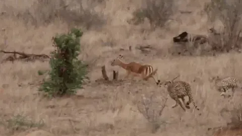 CLIP: Linh dương bất cẩn tự lao vào ổ báo săn và cái kết không thể tránh khỏi