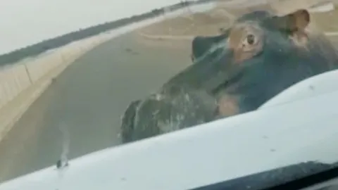 CLIP: Hà mã nổi điên tấn công xe ô tô khiến tài xế khiếp vía