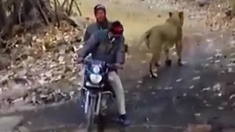 CLIP: Đụng độ 2 người đàn ông đi xe máy, con sư tử làm ra hành động gây 'sốc'