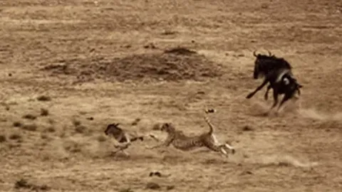 CLIP: Linh dương mẹ bất lực tháo chạy khi con non bị báo săn truy sát