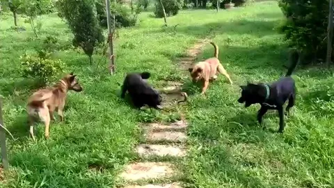 CLIP: Đụng độ đàn chó nhà, rắn hổ mang nhận cái kết thê thảm