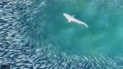 CLIP: Cá mập tung đòn chớp nhoáng, cảnh săn mồi ngoạn mục được ghi lại từ trên cao