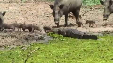 CLIP: Lên bờ săn lợn bướu, cá sấu bị con mồi 'tẩn tơi tả'