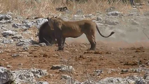 CLIP: Săn được lợn bướu, nhưng sư tử cái vẫn phải ngậm ngùi nhịn đói