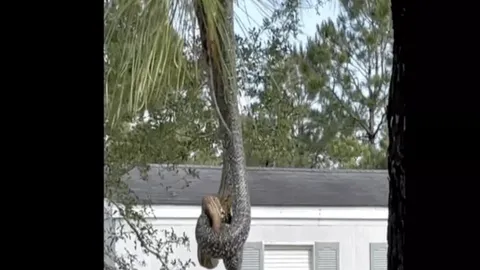 CLIP: Rắn vua liều lĩnh treo mình săn mồi trên cành cây