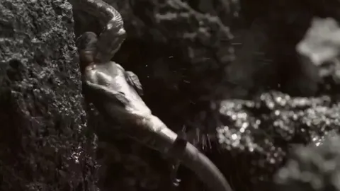 CLIP: Rắn đang săn mồi, diều hâu bất ngờ “nẫng tay trên”