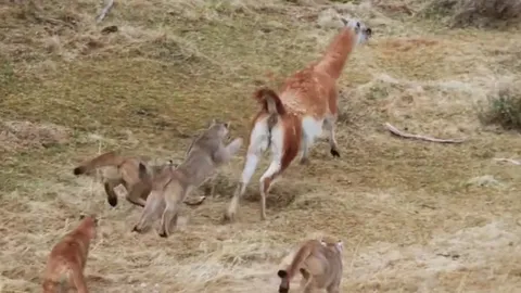 CLIP: Những pha "quê độ" của dã thú, khi mèo lớn cũng phải câm nín nhìn con mồi chạy thoát