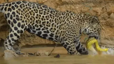 CLIP: Báo đốm – Siêu cỗ máy săn mồi không đối thủ trong thế giới hoang dã