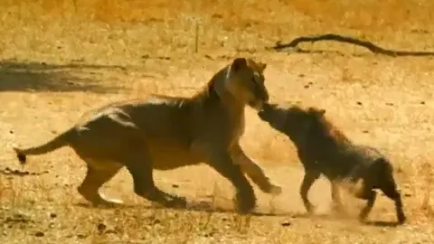 CLIP: Đi săn lợn lòi, sư tử bị con mồi đuổi cho 'chạy té khói'