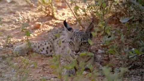 CLIP: Linh miêu con tập săn mồi, bài học sinh tồn trong thiên nhiên hoang dã