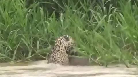 CLIP: Báo đốm phi thân xuống sông, tóm gọn chuột lang nước béo múp trong tích tắc