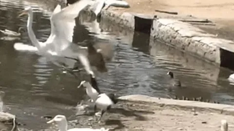 CLIP: Vịt mẹ liều mình tấn công diệc trắng để cứu con và cái kết đáng tự hào