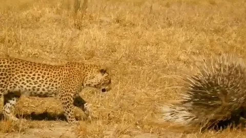 CLIP: Báo hoa mai bị nhím gai "phản đòn", thất bại ê chề, toàn thân đầy thương tích