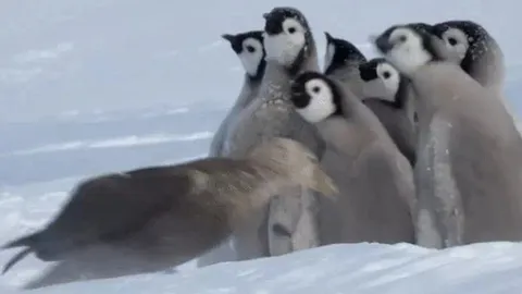 CLIP: Đàn chim cánh cụt “xếp đội hình”, đẩy lùi kẻ săn mồi xảo quyệt