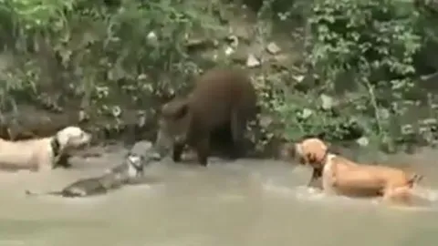 CLIP: Lợn rừng bị 5 chó pitbull hợp lực hạ gục sau màn thủy chiến nghẹt thở dài 4 phút