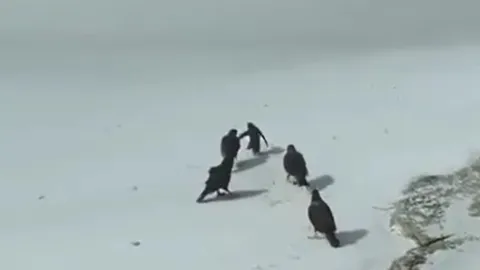CLIP: Cặp vịt "anh hùng" lao vào trận chiến, giải cứu chim cánh cụt con khỏi nanh vuốt chim săn mồi