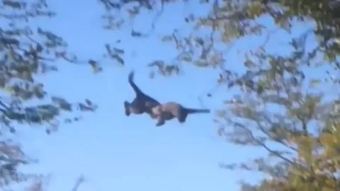 CLIP: Báo đói liều mình săn sóc, nhận cái kết đau đớn