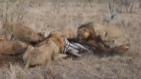 CLIP: Sư tử đực liên tục vả vào đầu sư tử cái khi tranh giành xác ngựa vằn