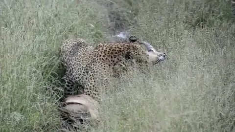 CLIP: Chạy sai hướng, linh dương Impala trở thành bữa ăn cho báo hoa mai