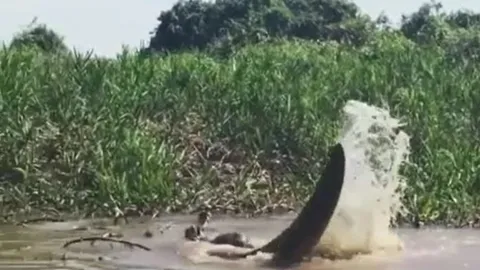 CLIP: Báo đốm chột mắt phi xuống sông tóm gọn cá sấu trong tích tắc