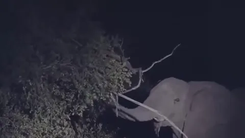 CLIP: Voi rừng nổi điên rung cây dọa báo hoa mai, linh cẩu tranh thủ trục lợi giữa đêm khuya