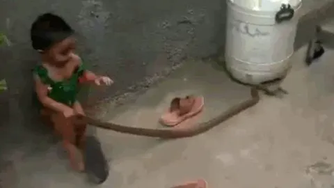 CLIP: Bé gái 2 tuổi tay dùng không bắt rắn và cái kết khiến người xem 'thót tim'