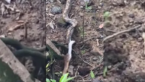 CLIP: Rắn hổ mang chúa nuốt chửng trăn gấm khổng lồ