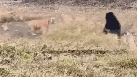 CLIP: Gấu đen dũng mãnh khiến hổ dữ phải tháo chạy