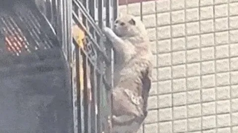 CLIP: Mèo thông minh thoát hiểm ngoạn mục bằng cách bám lan can tầng 4 giữa vụ cháy lớn