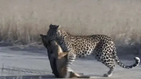 CLIP: Mải mê săn chim bồ câu, chó rừng từ kẻ đi săn biến thành con mồi của báo hoa mai