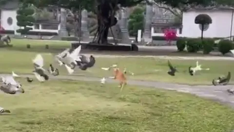 CLIP: Mãn nhãn trước màn săn bồ câu siêu điêu luyện của mèo nhà