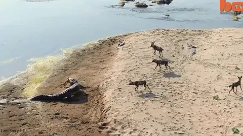 CLIP: Cá sấu lên bờ, trắng trợn cướp mồi của bầy chó hoang